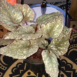Begonia (unsure of the type, I rescued it)